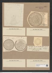 Stictodiscus nankoorensis Grun. (de-Toni-Nr.: Genus 205, Species 5227) Zeichnungen Sammlung Grunow Nr. 9024 (NHMW-BOT-W0378737)